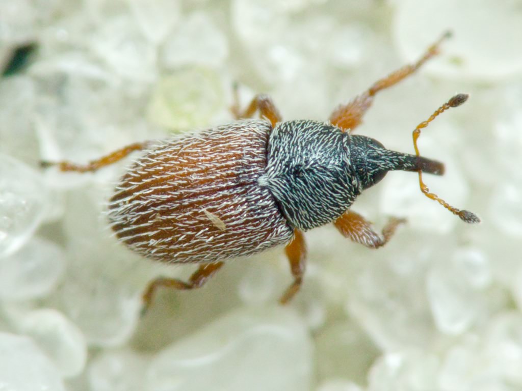 Mecinus pascuorum (Gyllenhal, 1813)